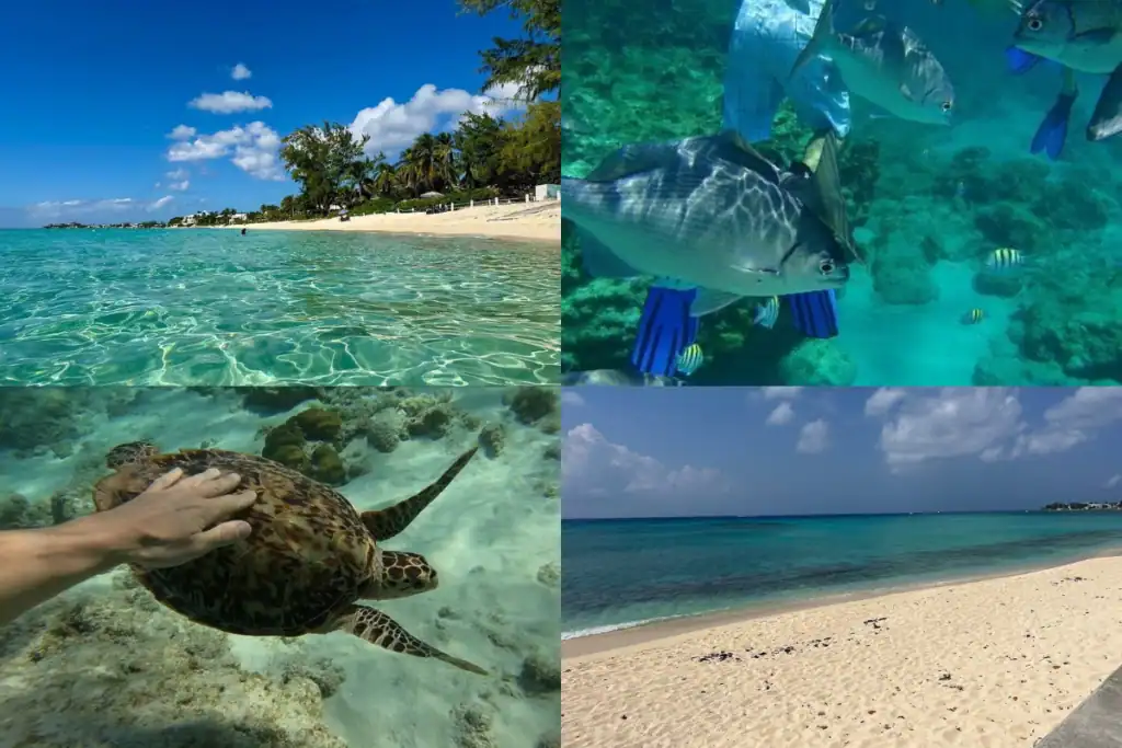 Cemetery Beach Grand Cayman snorkeling, clear water and marine life