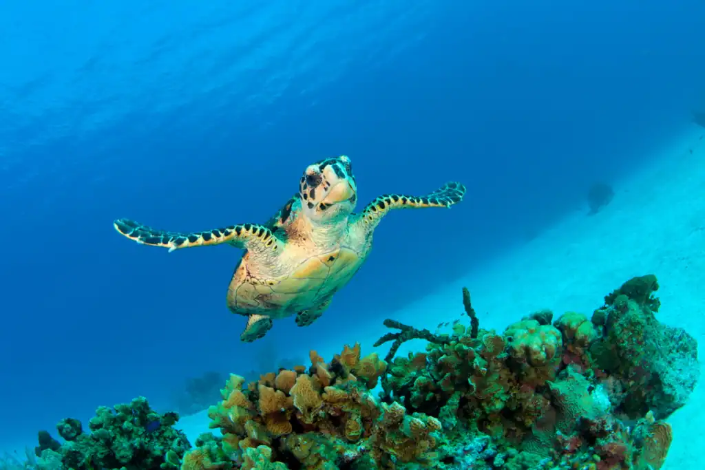 Sea turtle swimming above a coral reef in clear Caribbean water