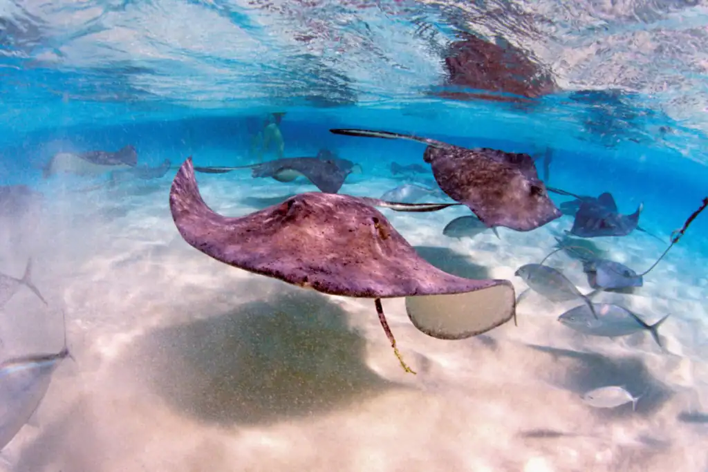Stingrays swimming in shallow Caribbean water at Stingray City Grand Cayman